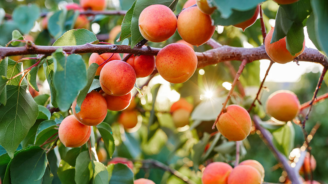Many round orange and yellow fruits with fuzzy skin hanging from branches of a tree.