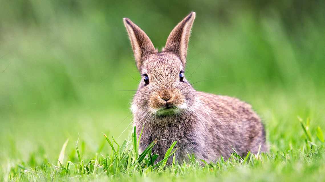 Cottontail rabbit sitting in grass