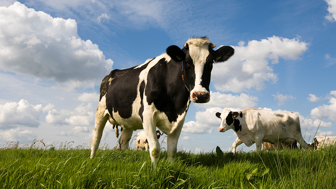 Cows grazing in a pasture