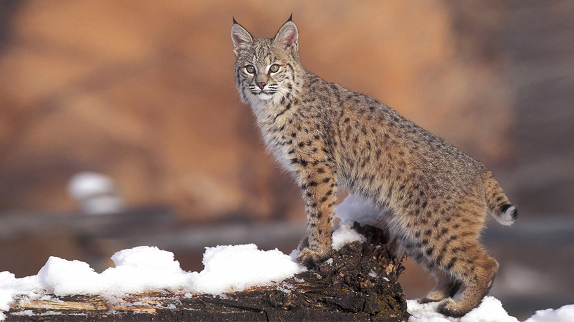 Bobcat on a stump