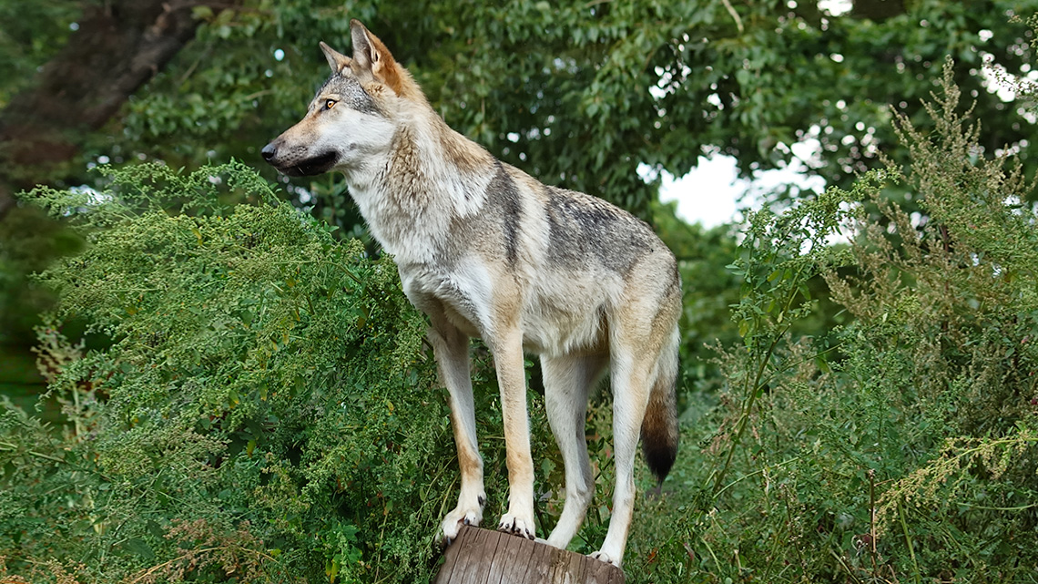 Lone wolf standing on a dead tree stump.