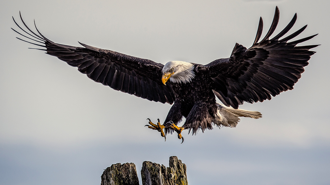 Bald eagle landing on a dead tree