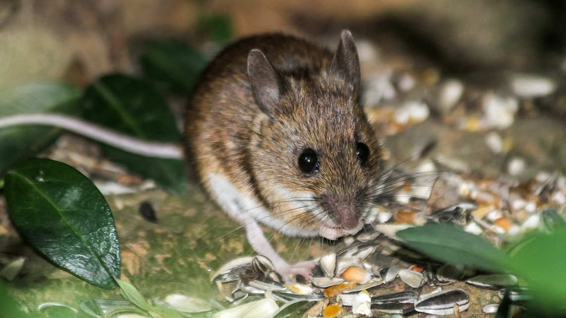 House mouse with a pile of seeds