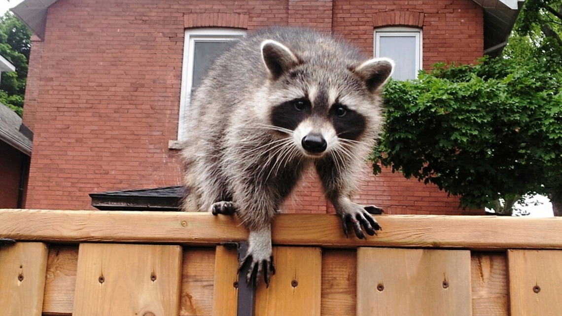A racoon is standing on a fence facing the camera.