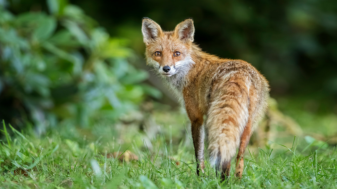 A red fox walks through a grassy field towards a dark forest.