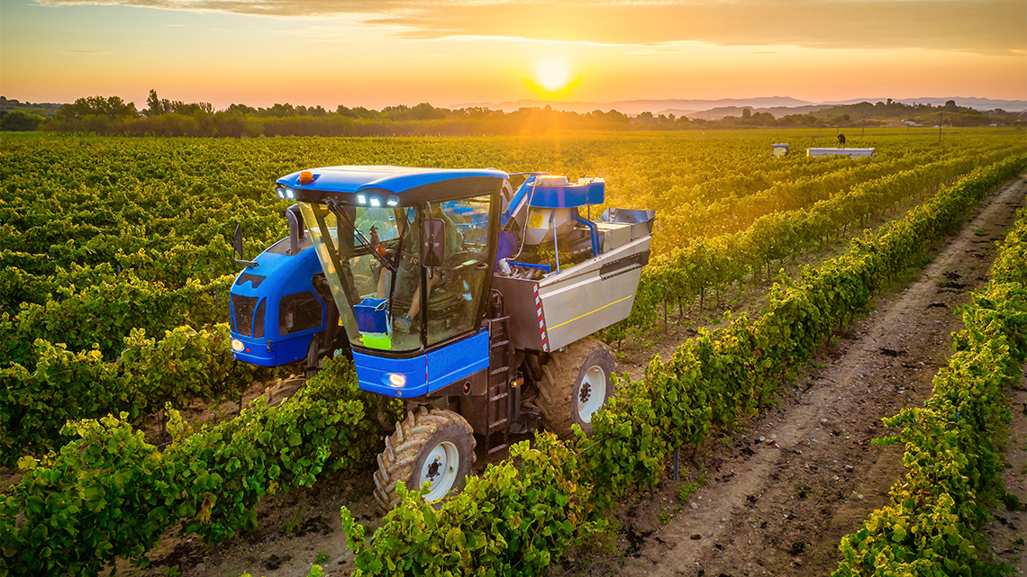A harvester harvesting grapes in a field.