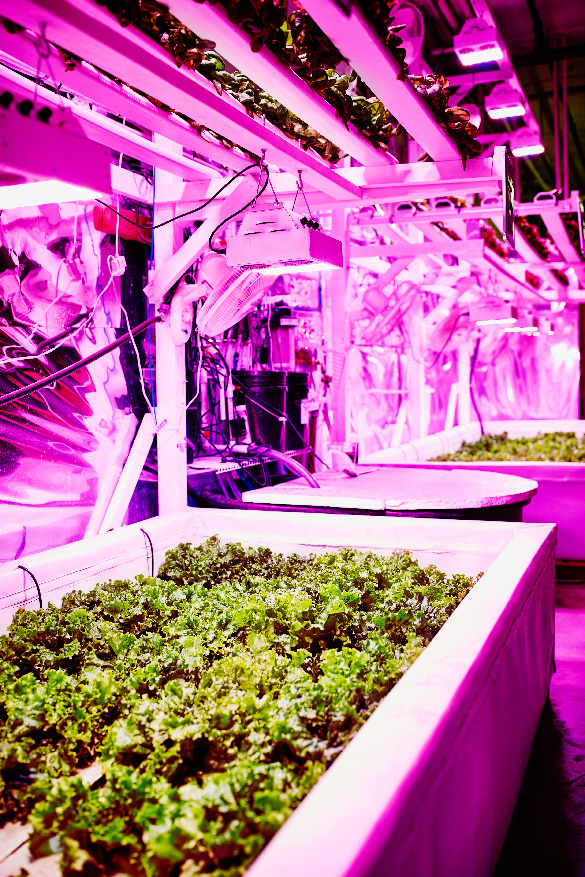 Pink LED lights shine over indoor planter boxes of lettuce.