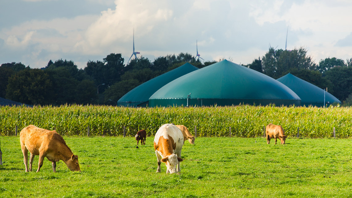 Cows grazing on a field of grass. Their waste along with plant matter will be used to create fuel.