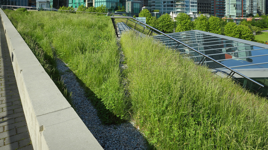Grass growing on the roof of a building.