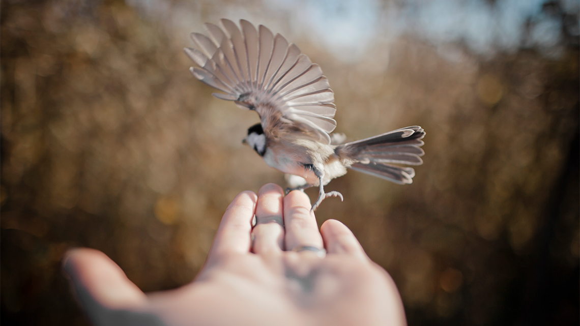 Bird mid-air over a hand. Its wings and tail are fully outstretched, and its talons extended.