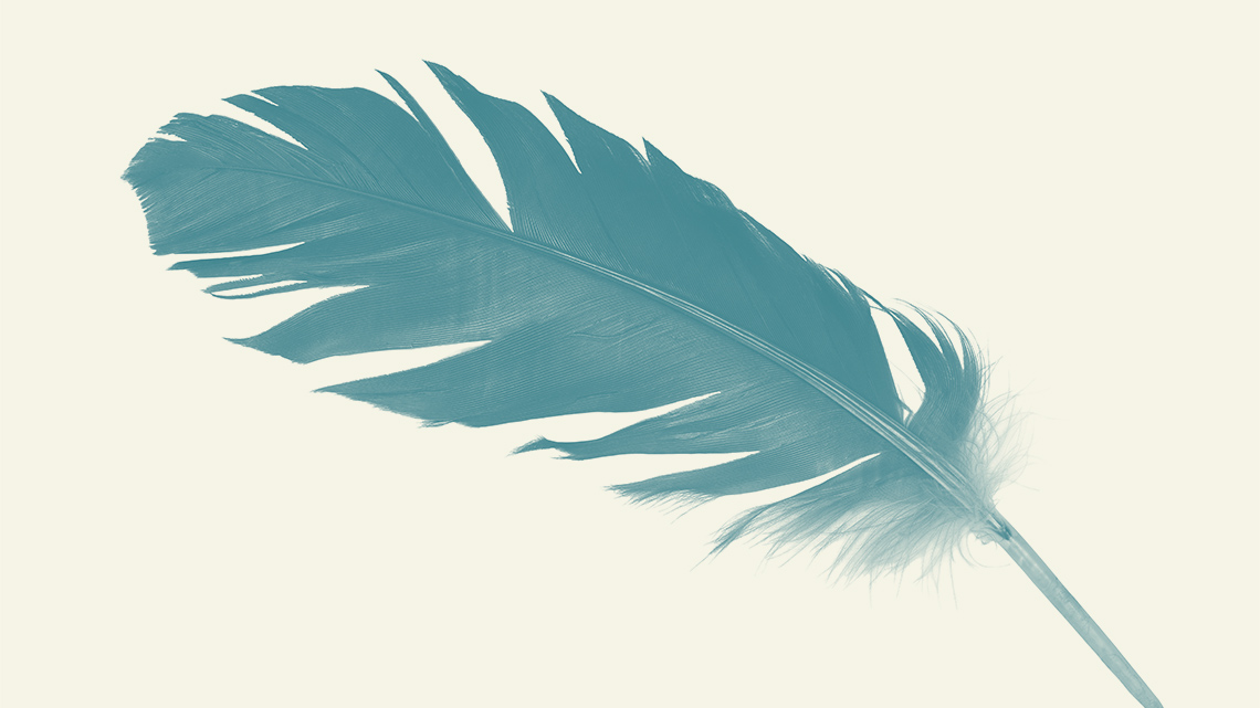 A single feather with mostly thick barbs that clump together and then soft barbs at the base.