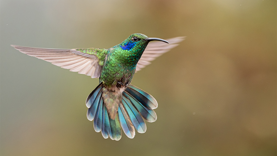 A hummingbird in flight with wings and tailfeathers outstretched.
