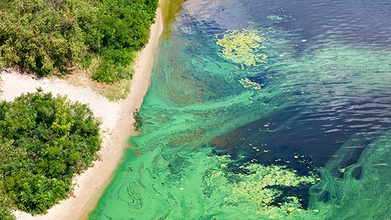 Algae blooms in a body of water.
