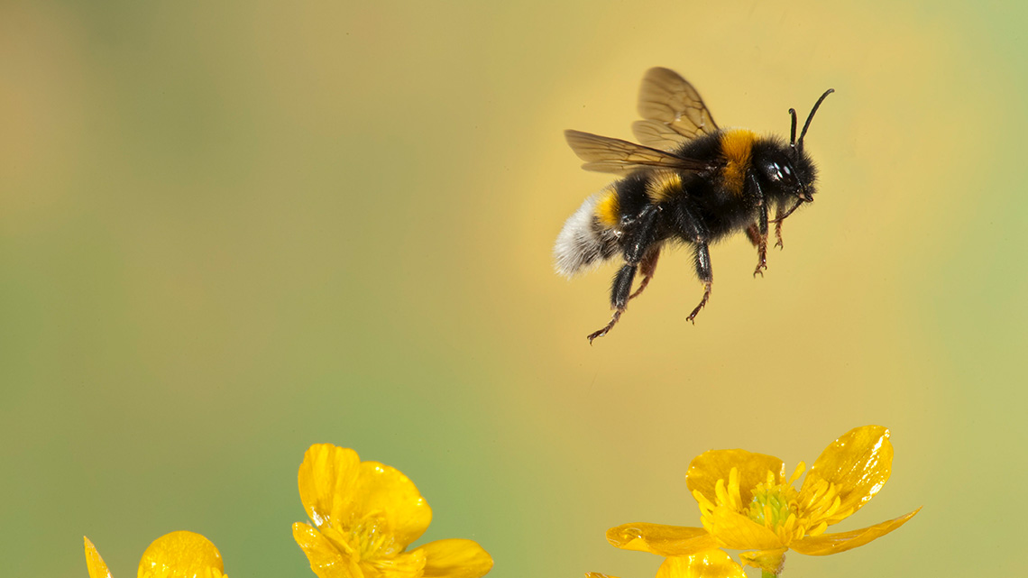 Bee flying over flowers.