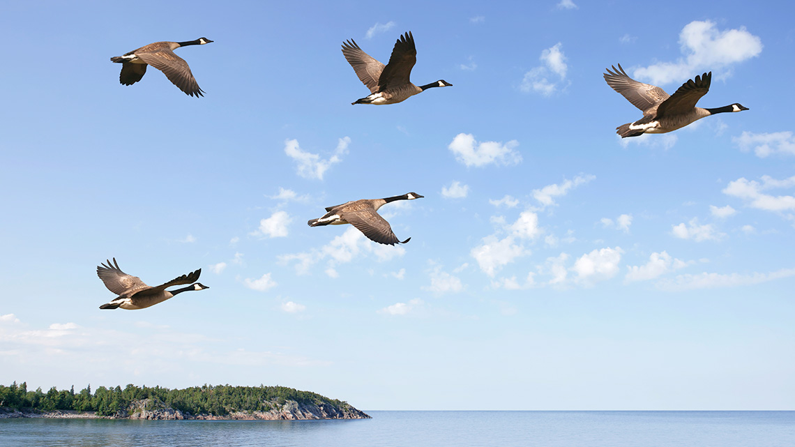 A flock of geese flying in the sky.