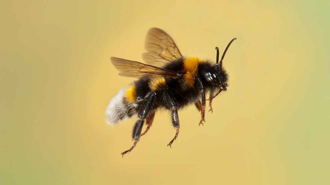 A bee flying.