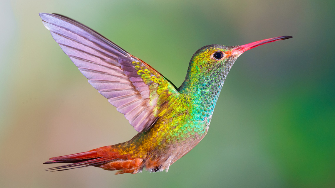 A hummingbird flying.