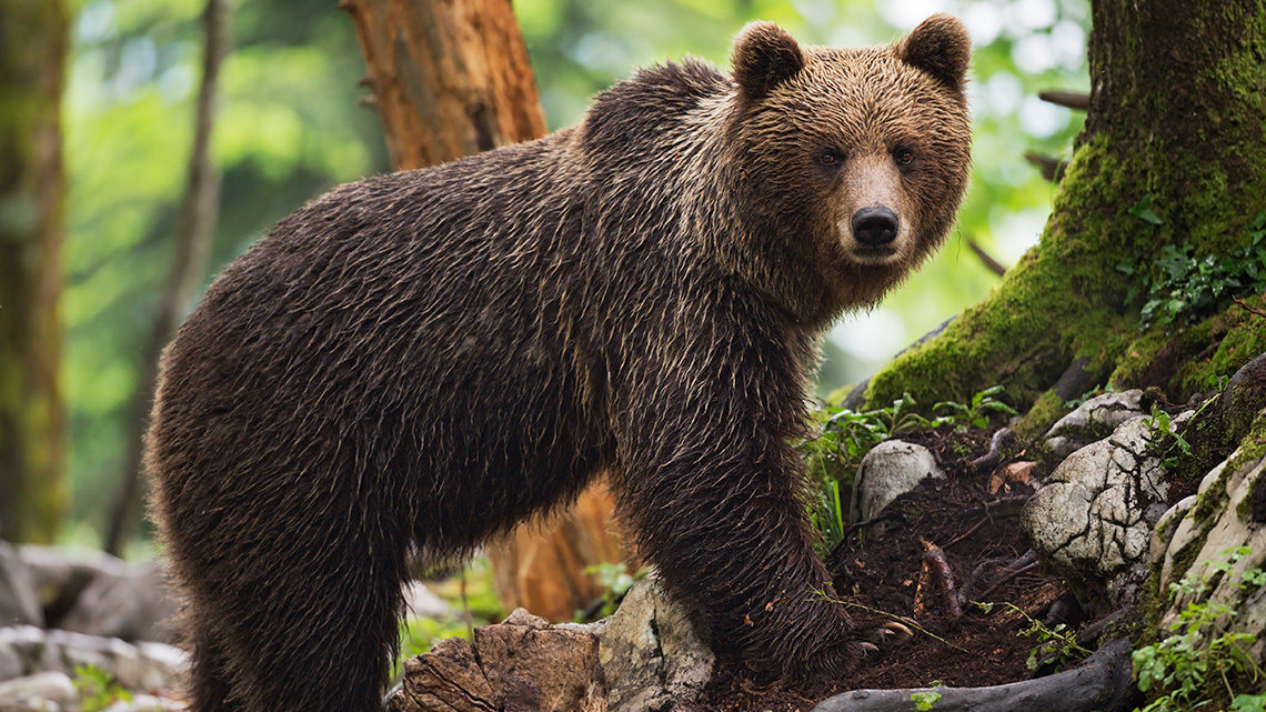 A bear in the forest.