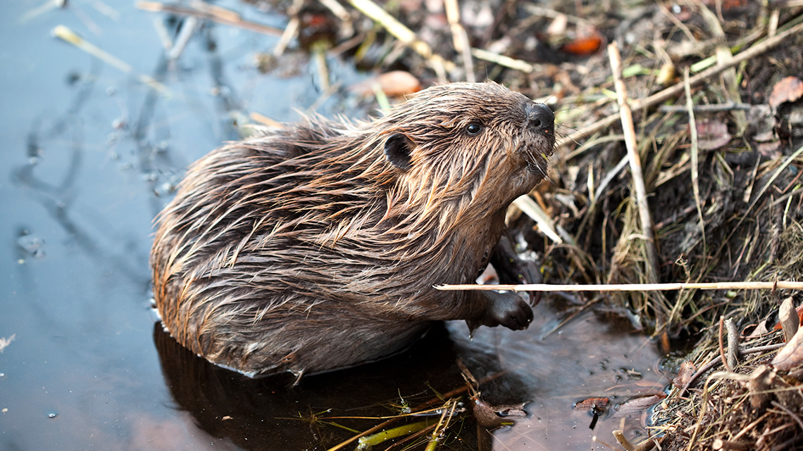 A beaver.