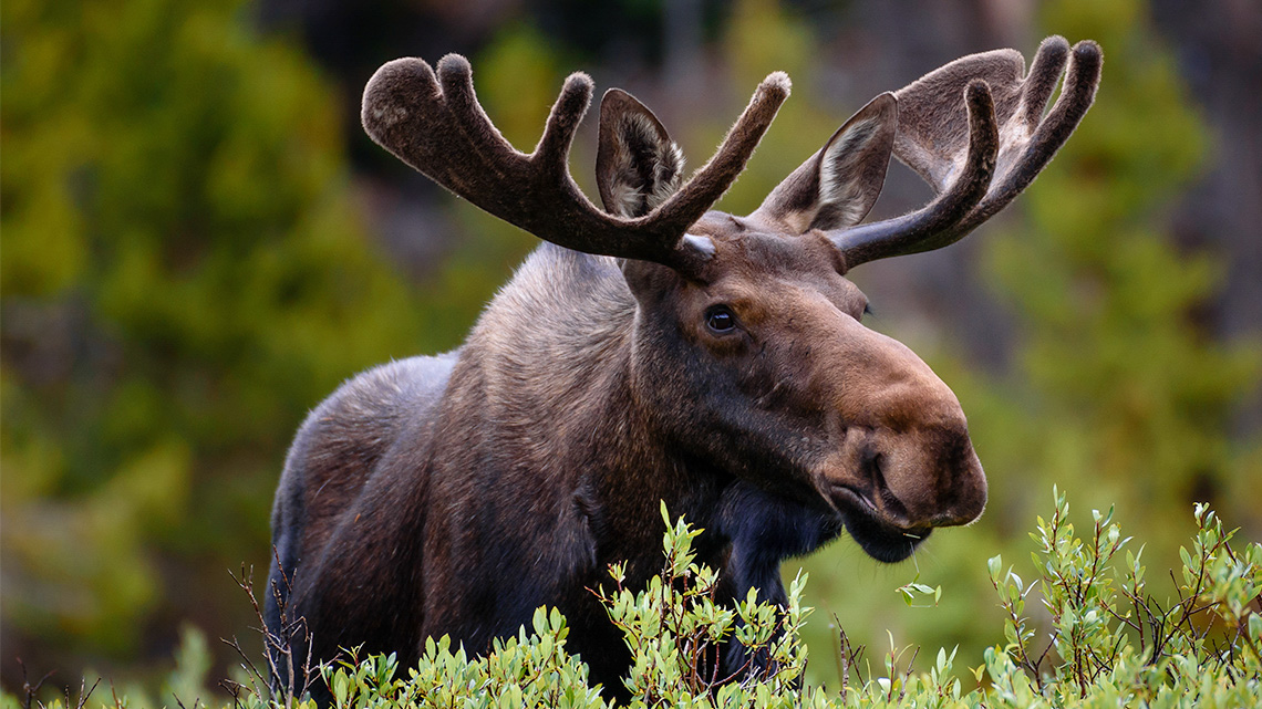 A moose in the forest.