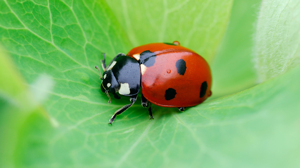 A ladybug on a leaf.