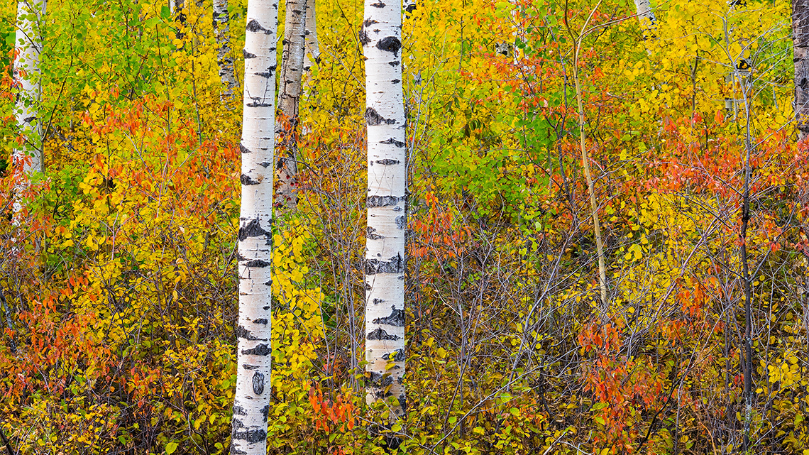 A boreal forest with white barked trees, surrounded by smaller trees and colourful vegetation.