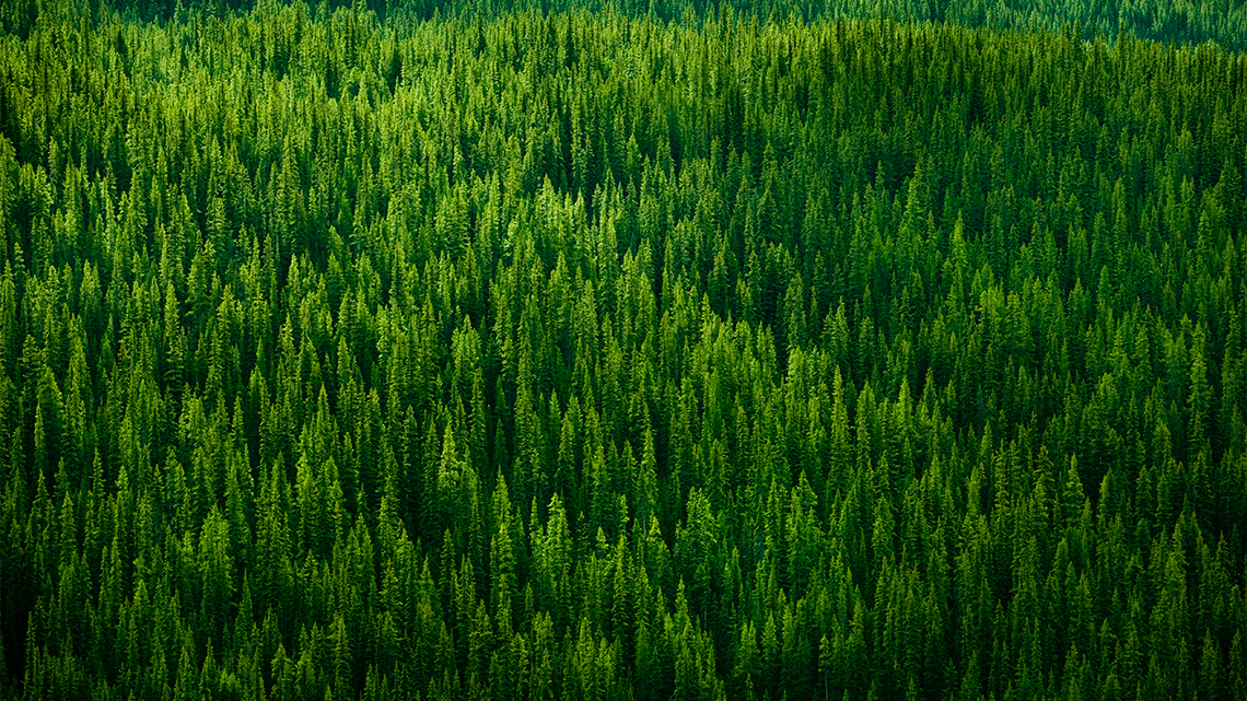 Aerial view of a thick green forest with numerous trees.