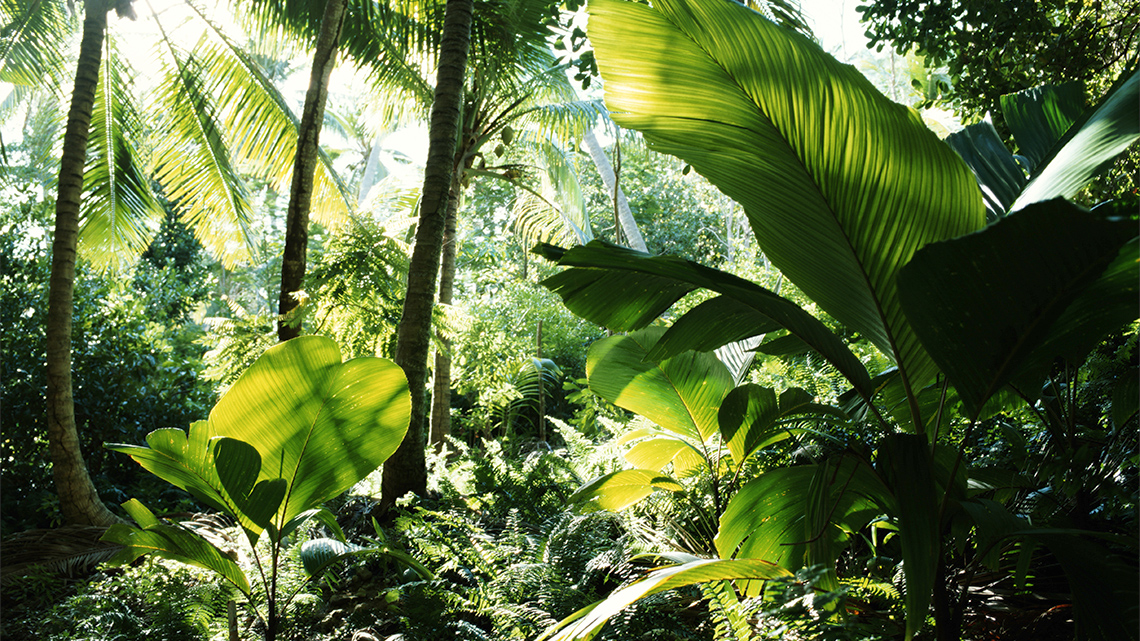 A rainforest with many green plants, trees, and vines in the ecosystem.