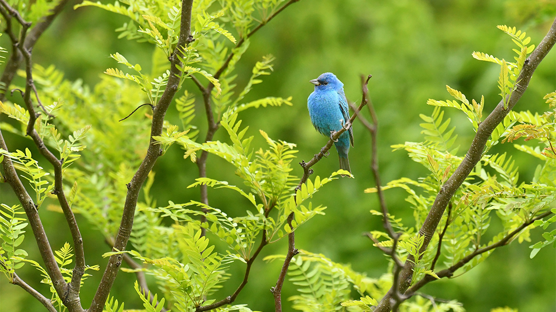 Blue bird resting on a tree branch surrounded by various trees and plants.