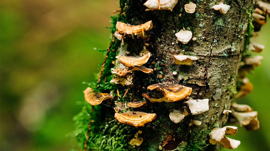 Mushrooms growing all around a tree trunk from the bark. The tree is partially covered in moss.