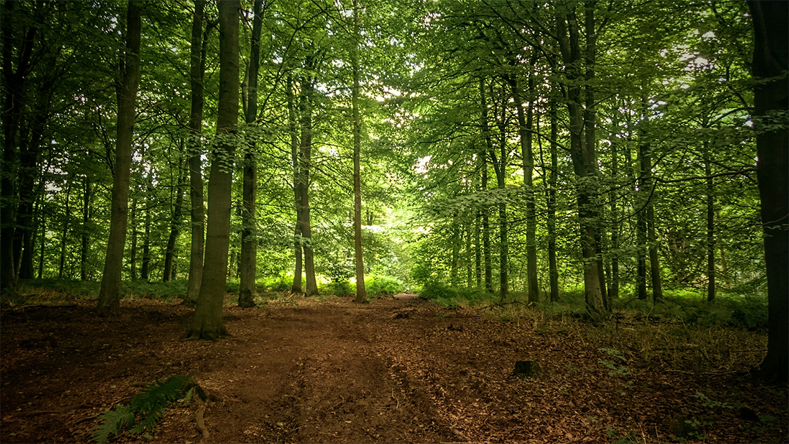 Soil on the ground of a forest where there are many pathways with trees growing on top.