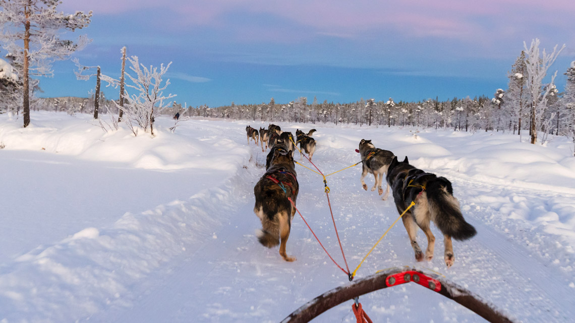 Dogs pulling a sled in snow.