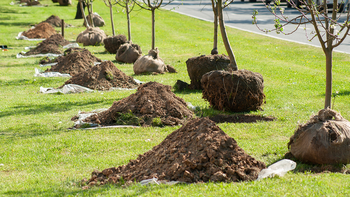 Holes are dug in front of a row of trees waiting for the trees to be planted.