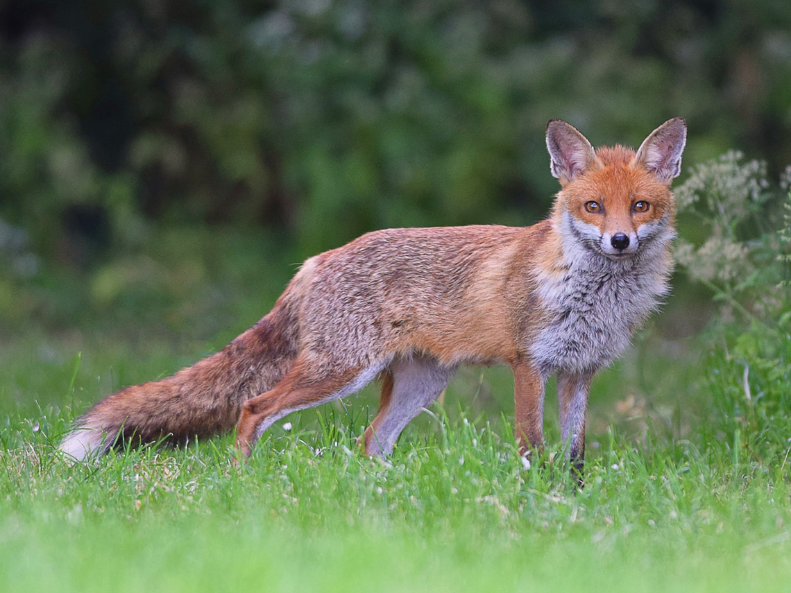 A red fox standing in a grassy meadow.