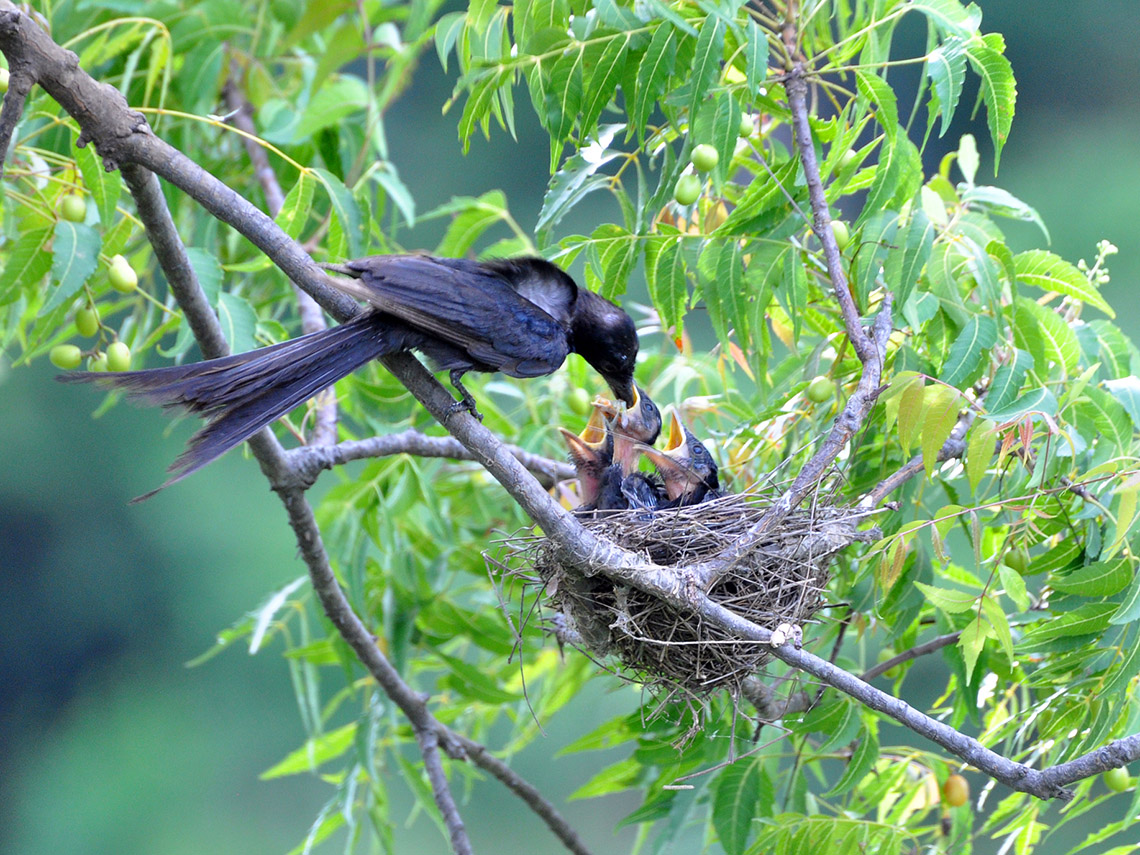 A mother bird bringing food to their three baby birds in a nest in a tree.