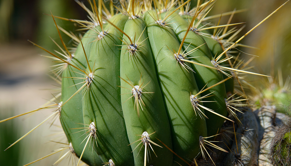 A cactus plant with spikes.