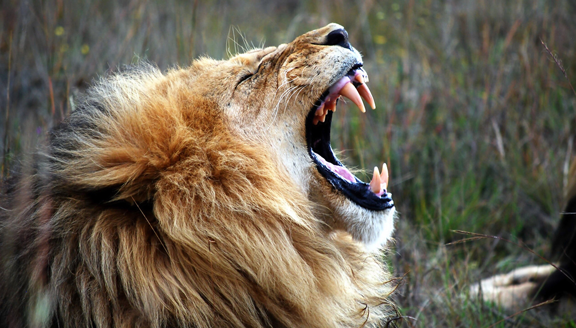 A lion roaring