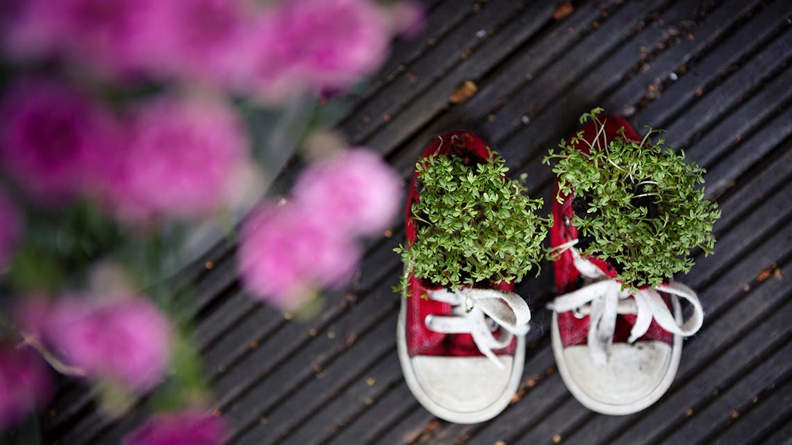A pair of shoes with plants growing out of them.