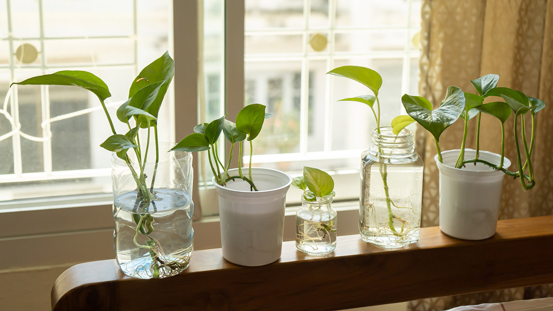 A group of small plants growing in glasses and plastic cups. They are sitting in the sun on a shelf by the window.