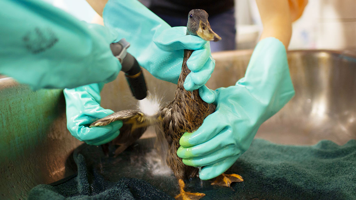 People helping to clean oil off of a duck.