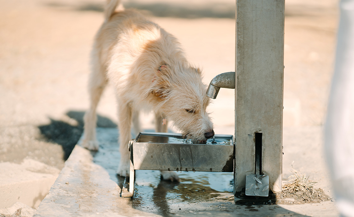 A dog drinks from a dog water fountain.