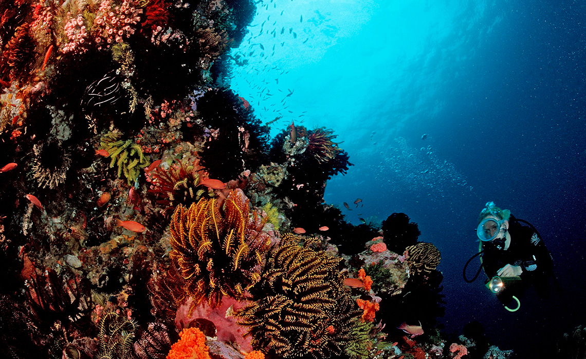 A coral reef is a part of the ocean where many plants and fish live.