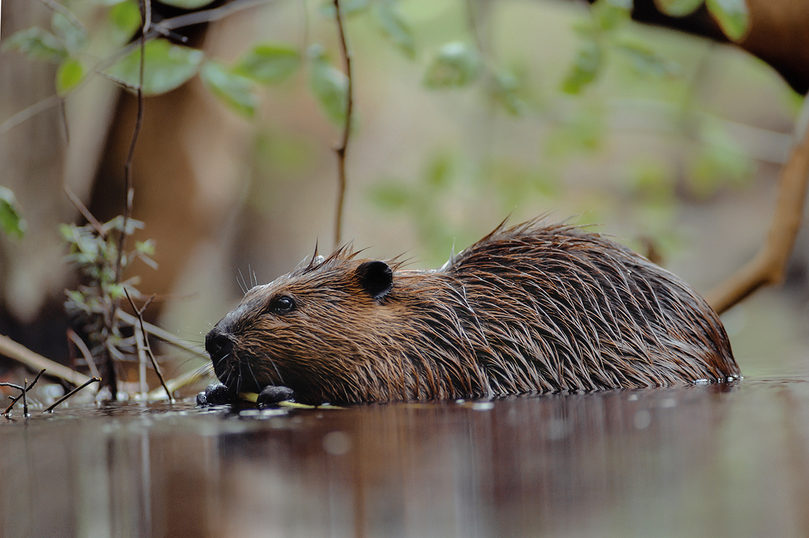 Furry beaver swimming in a pond.