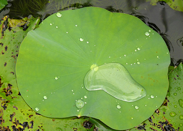 Water drops on a lotus leaf.