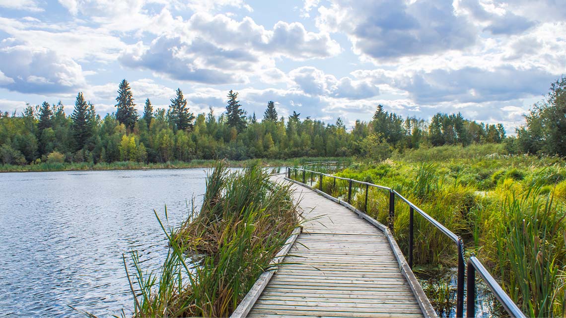 A conservation area with a bridge next to water. There are many kinds of plants and trees.