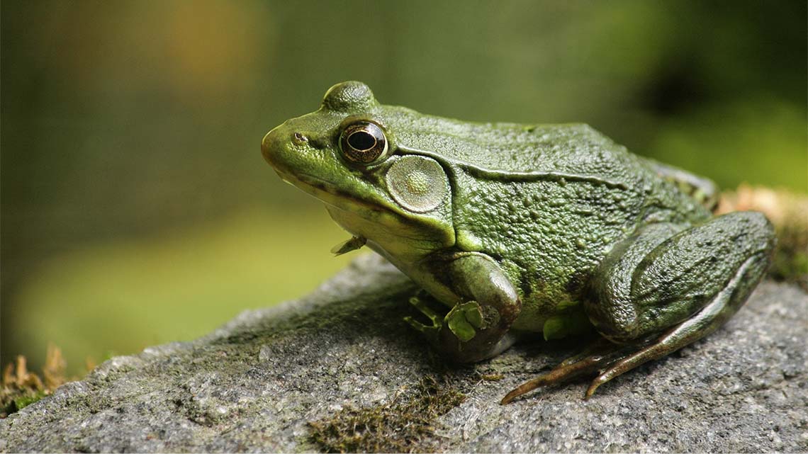 A green bullfrog resting on a rock in nature.