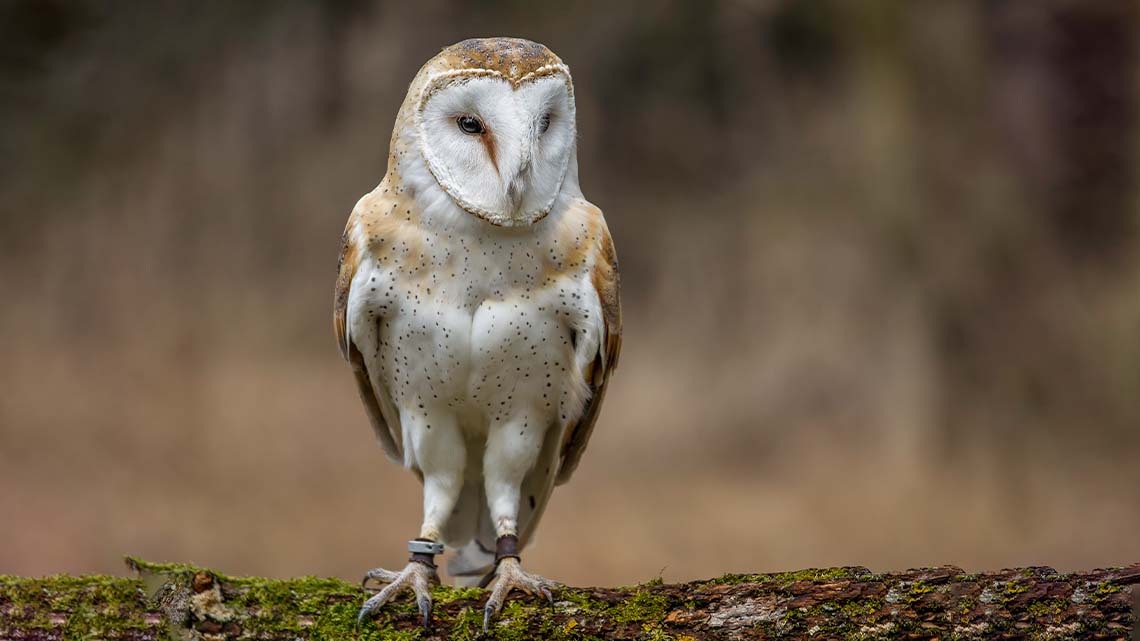 A barn owl resting on a tree branch in nature.