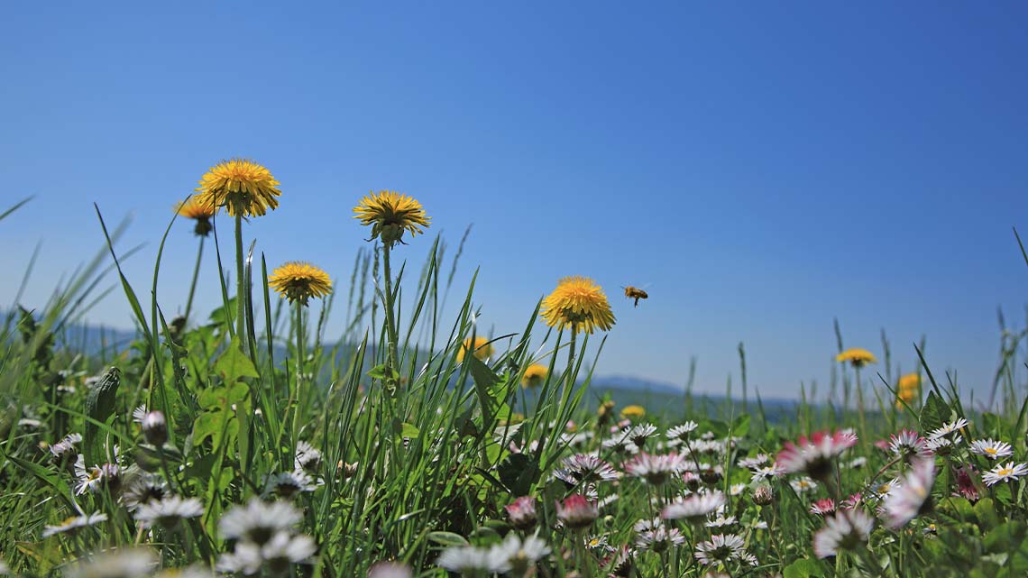 Dandelions and other plants in a field in nature. A bee is buzzing around the dandelions.