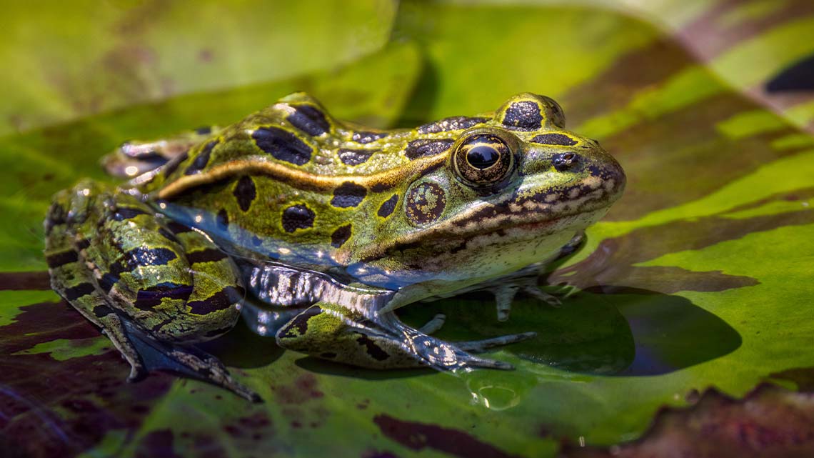 A frog is sitting on a lily pad and is half out of the water.