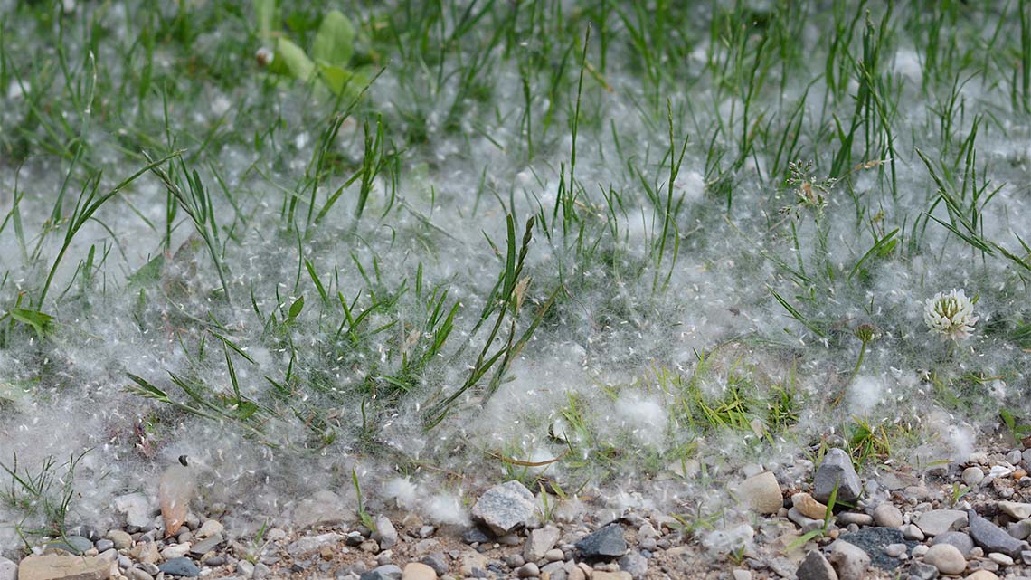 There are many white, fluffy seeds sitting in the grass. The seeds fell from Eastern Cottonwood trees.